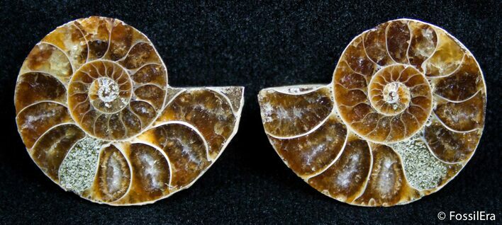 Inch Split Ammonite Pair #2675